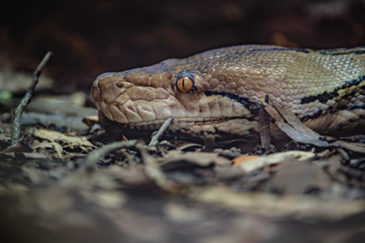 Jodie, JF, is a 15-foot reticulated python at Chester Zoo