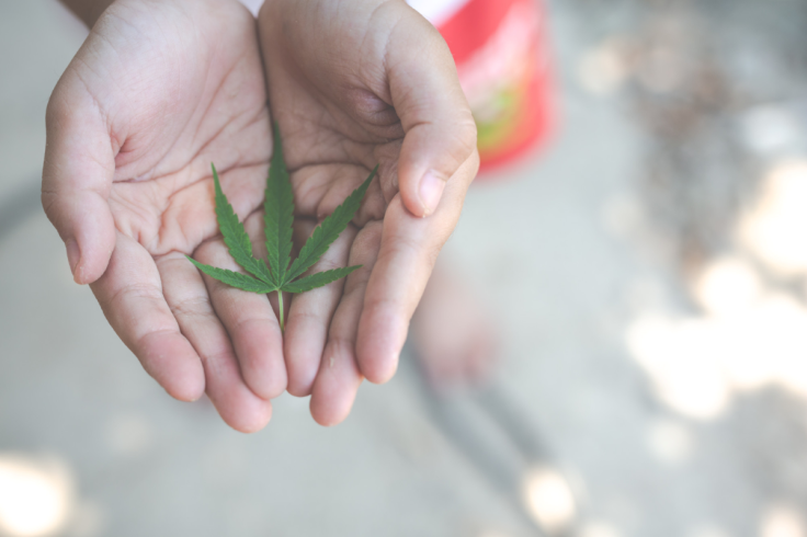 cannabis