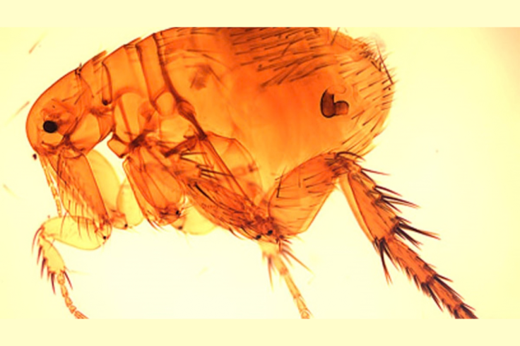 Flea-borne typhus