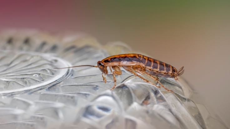 Over 200 cockroaches and slime on ice