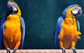 A 43-year-old man developed severe pneumonia after handling parrots at a zoo (For illustration purposes only)