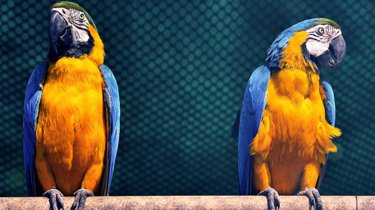Severe Pneumonia after zoo parrot visit